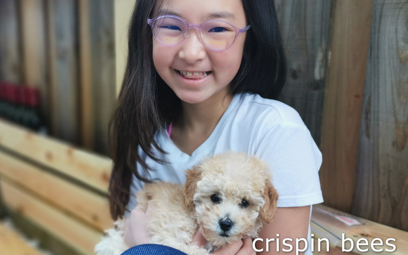 A smiling girl with glasses is holding a small fluffy dog, with 'crispin bees' written on the image, in an outdoor wooden bench setting.